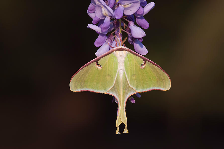 Luna Moth Female #1 Photograph by Jeffrey Lepore