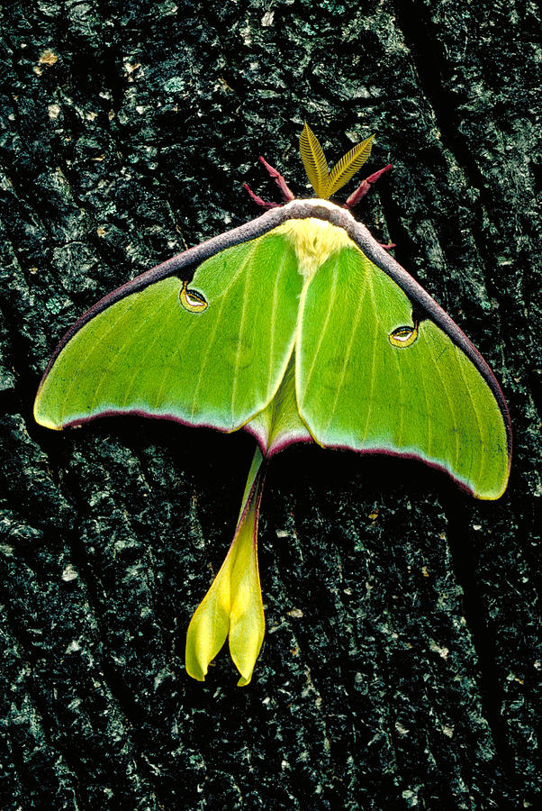 Luna Moth Male #2 Photograph by Jeff Lepore