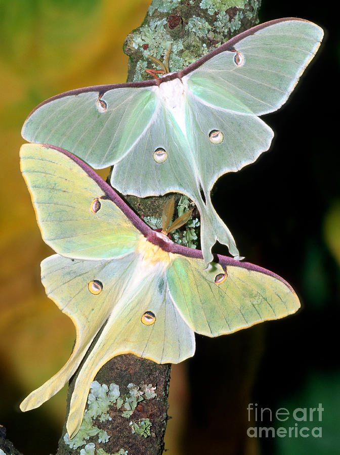 Luna Moths #2 Photograph by Millard H Sharp