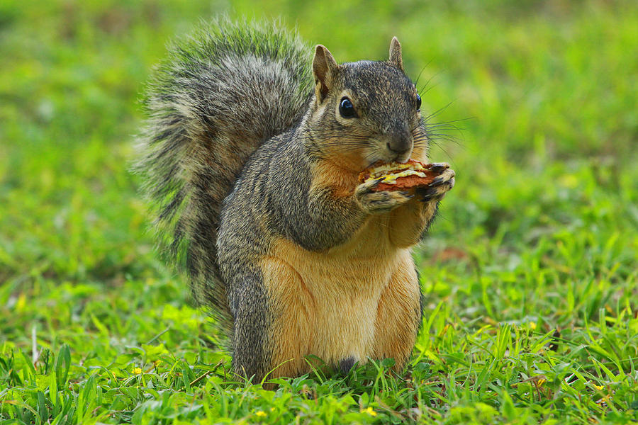 Lunch Time Photograph by Ronnie Prcin - Fine Art America