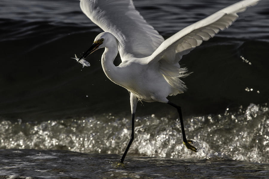 Lunchtime Express by Curtis Dale Lunchtime Express by Curtis Dale