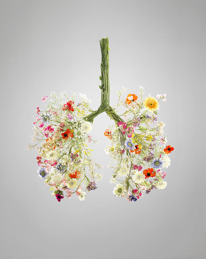 Lungs made from flowers #1 Photograph by Jw Ltd