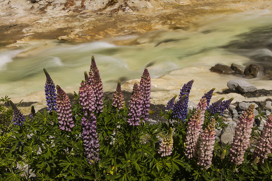 Lupine Flowering Castle Hill New Zealand #1 Photograph by Colin Monteath