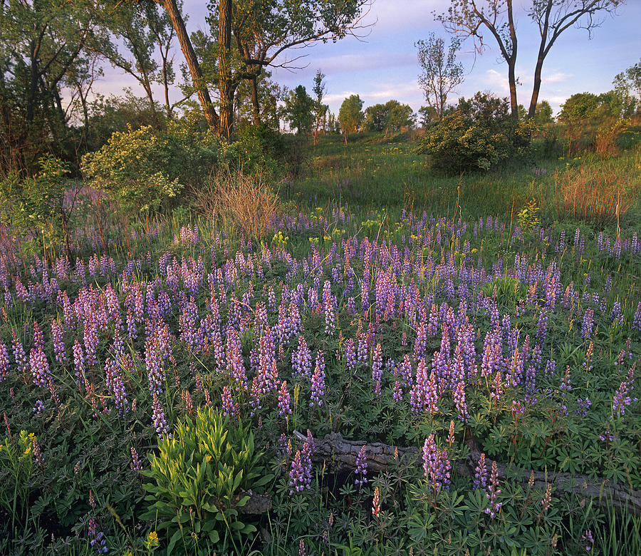 Lupine Indiana Dunes National Lakeshore #1 Photograph by Tim Fitzharris