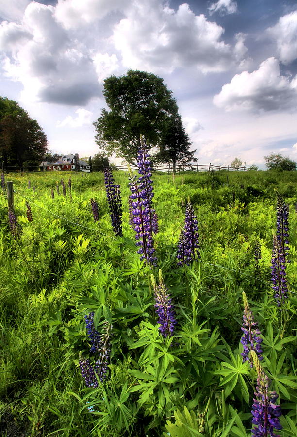 Lupines  #1 Photograph by Andrea Galiffi
