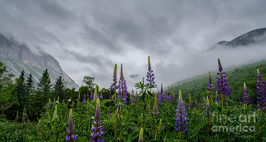 Lupine Photograph - Lupines in the Mist #1 by Scott Thorp