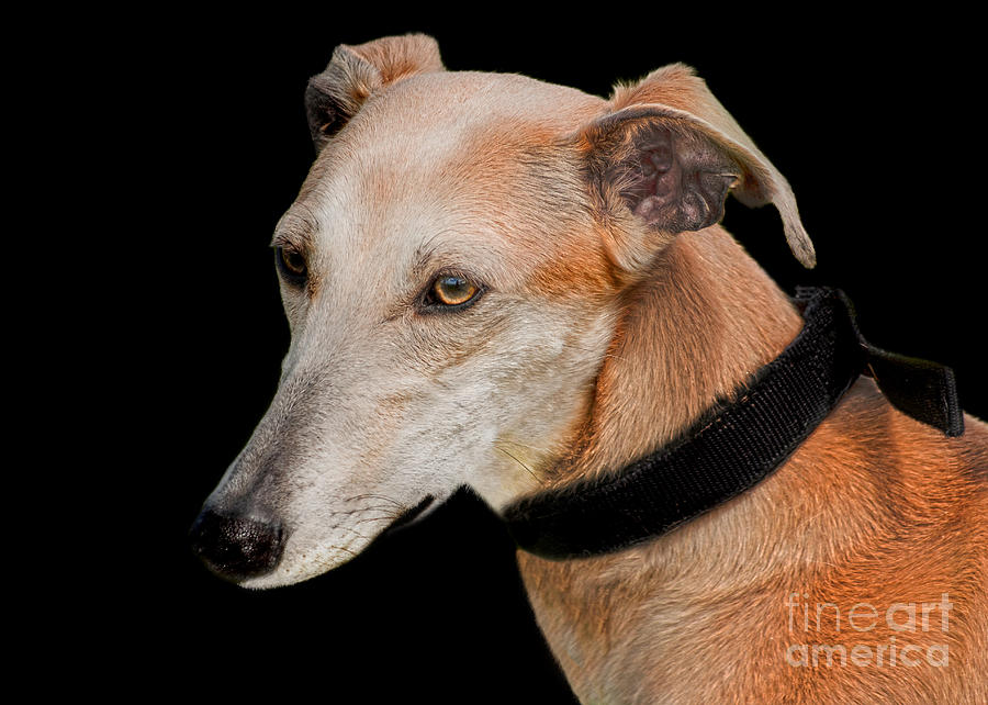 Nature Photograph - Lurcher #1 by Linsey Williams