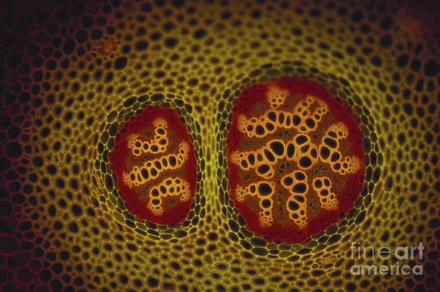 Nature Photograph - Lycopodium Stem Micrograph #2 by P Dayanandan