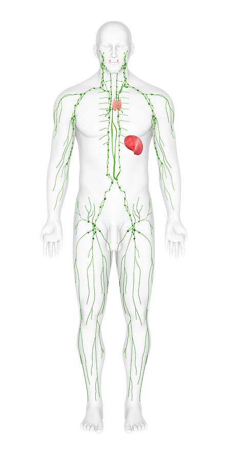 Lymphatic System #1 Photograph by Medi-mation/science Photo Library