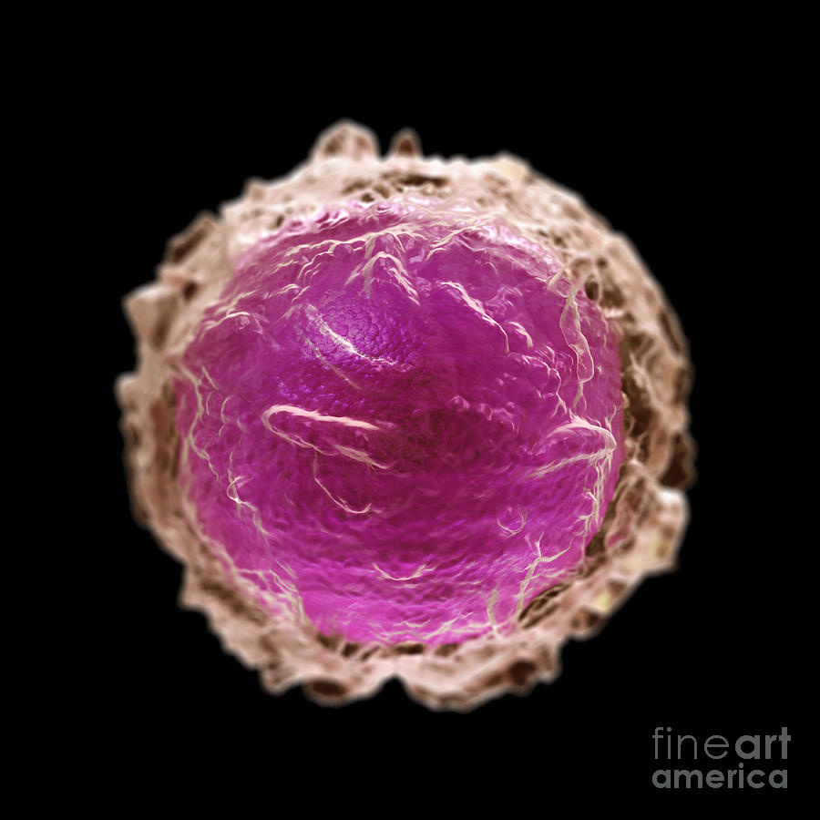 Lymphocyte Cell #1 Photograph by Science Picture Co