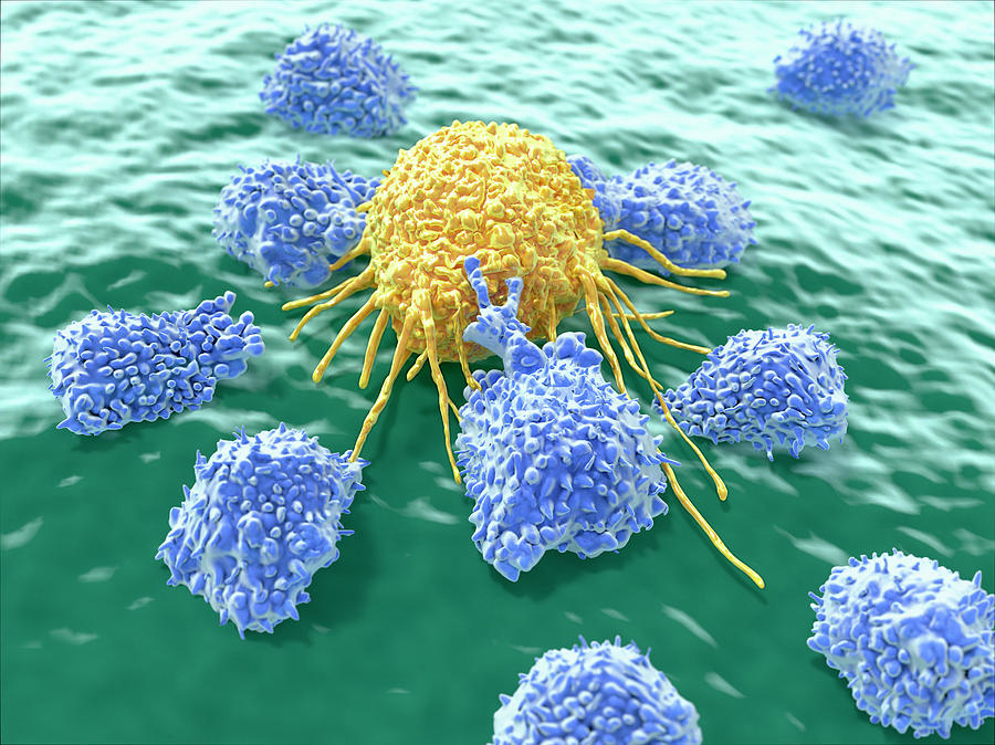 Lymphocytes Attacking A Cancer Cell #1 Photograph by Juan Gaertner