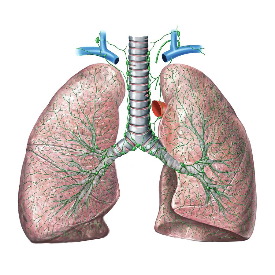 Lymphoid System Of The Lungs Photograph by Asklepios Medical Atlas ...