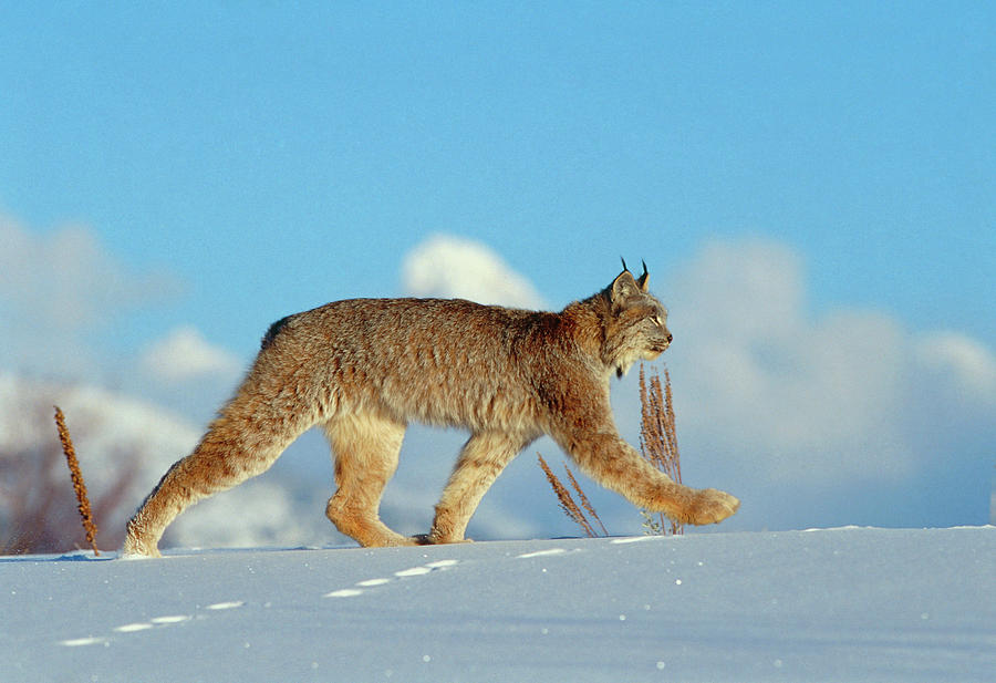 Lynx In Snow Photograph By William Ervinscience Photo Library Pixels