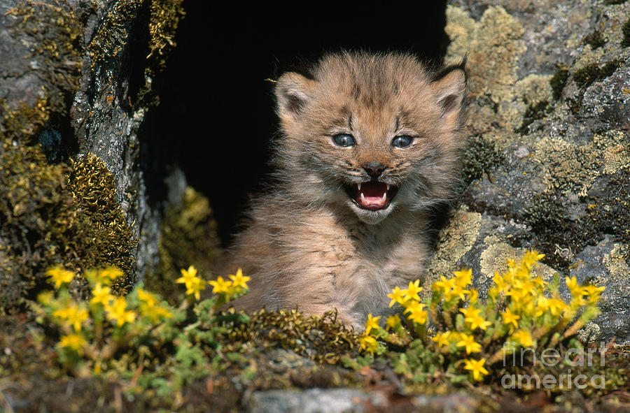 Lynx Kitten #1 Photograph by Jeffrey Lepore