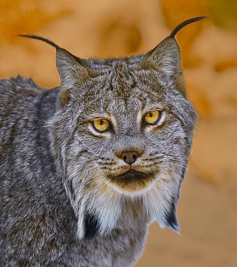 Lynx #1 Photograph by Steve Zimic