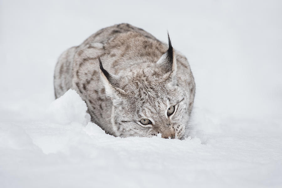 Nature Photograph - Lynx Wild Cat #1 by Andy Astbury