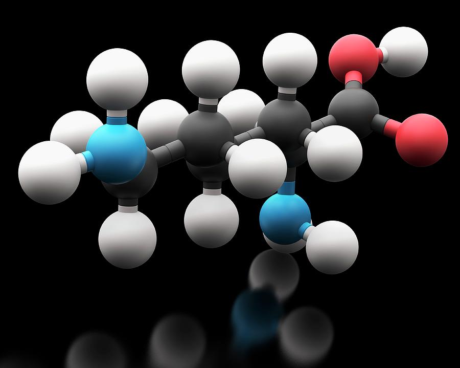 Lysine Amino Acid Molecule Photograph by Carlos Clarivan/science Photo ...