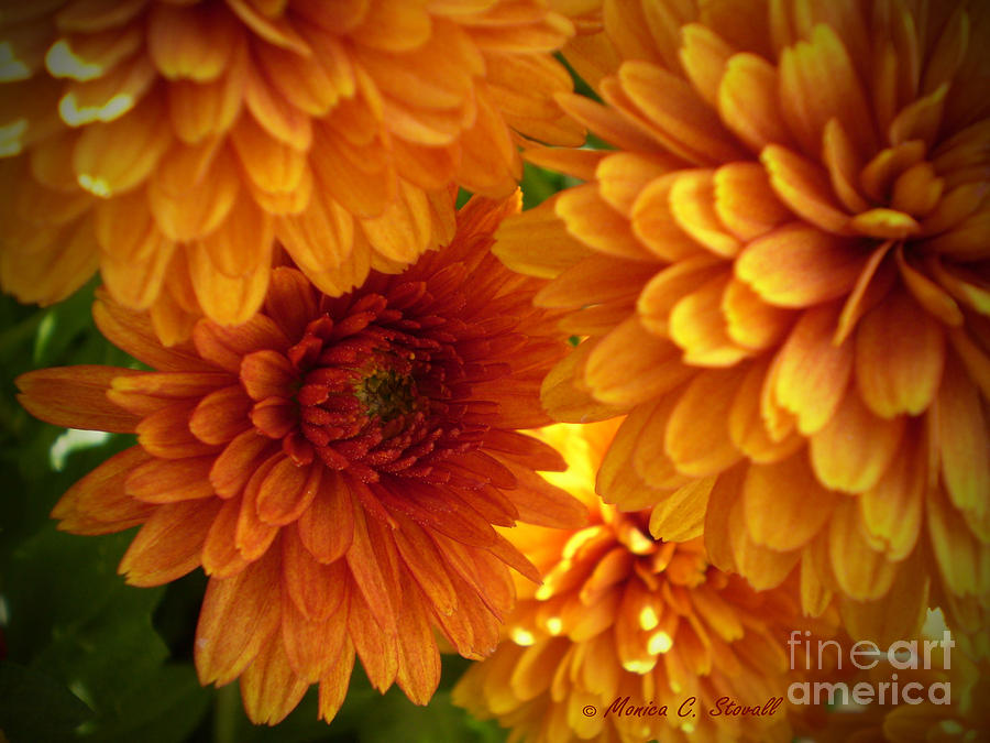 M Bright Orange Flowers Collection No. BOF2 #1 Photograph by Monica C Stovall