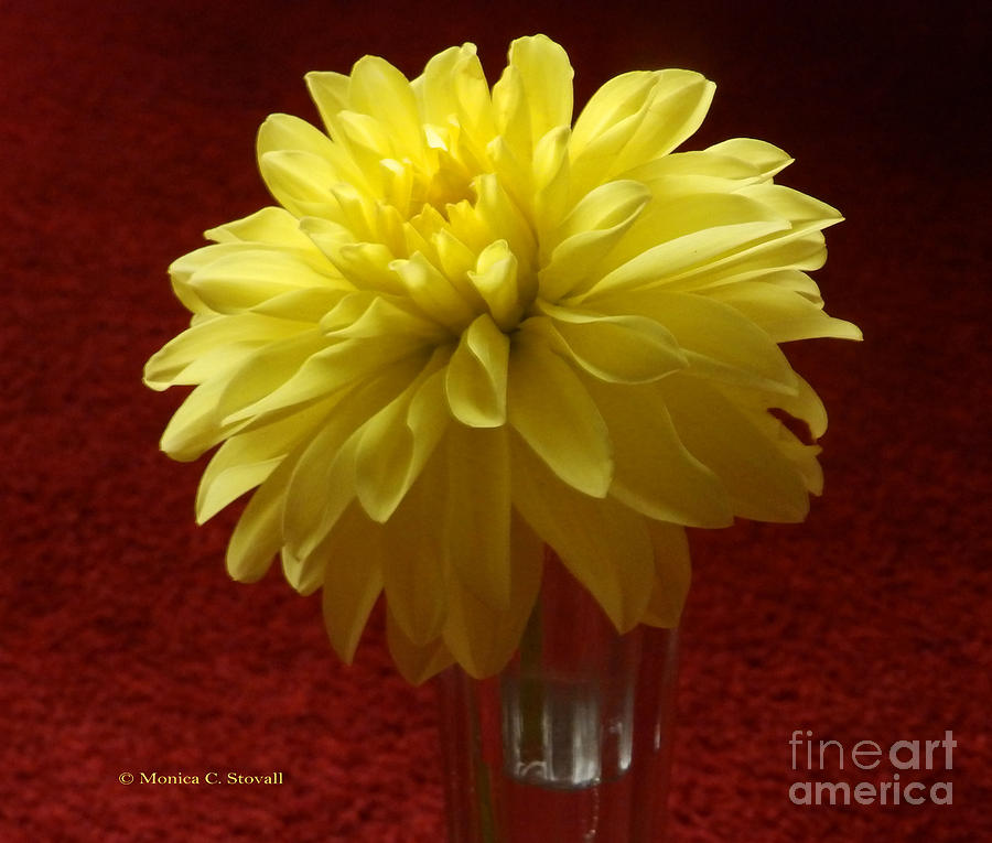M Still Life Collection Yellow Flower Clear Vase Red No. SLC19 #1 Photograph by Monica C Stovall