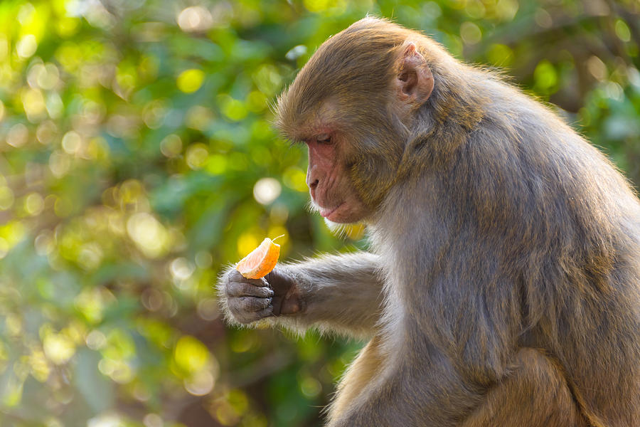 Macaque eating an orange #1 Photograph by Dutourdumonde Photography