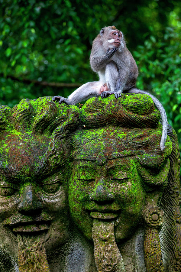 Macaque Monkey In Sacred Monkey Forest #1 Photograph by Julia Cumes Macaque Monkey In Sacred Monkey Forest #1 Photograph by Julia Cumes