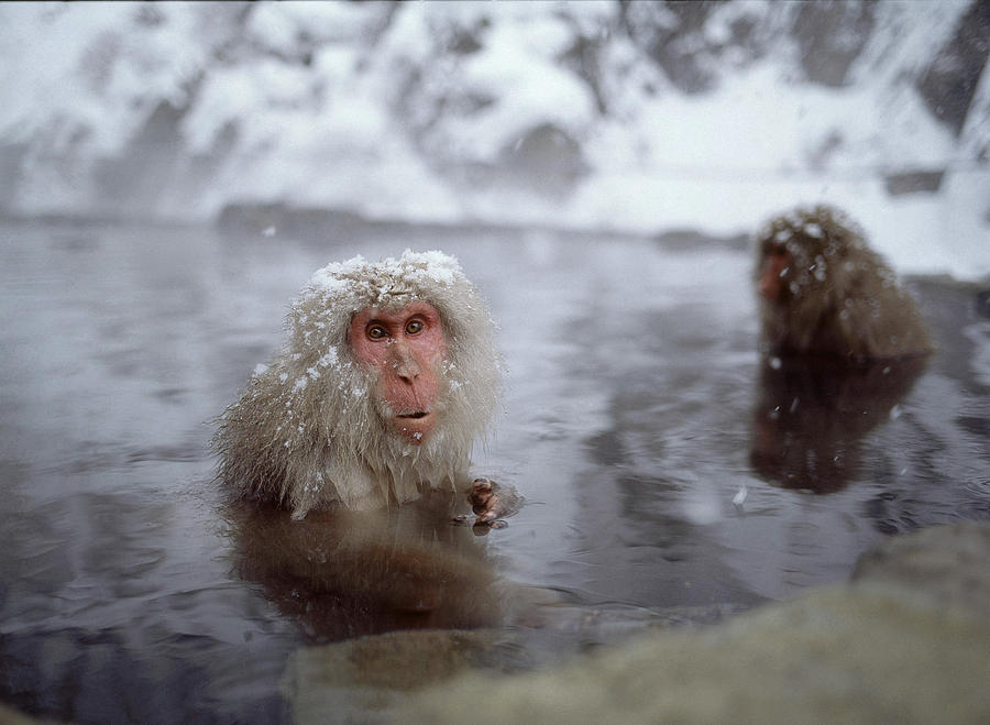 Macaques In A Hot Spring #1 Photograph by Akira Uchiyama