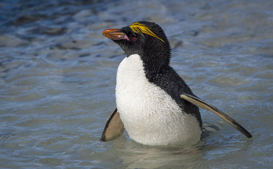 Macaroni Penguin In Small Pool Photograph by John Shaw | Fine Art America