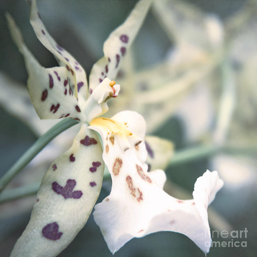 Maclellanara Pagan Love Song - oncidium orchid - Chocolate Thunder  #1 Photograph by Sharon Mau