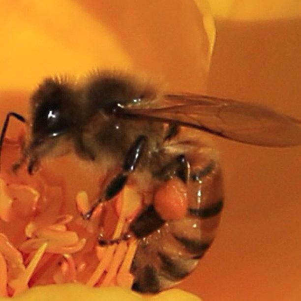 Nature Photograph - #macro #bee #floweroftheday #1 by Mark Jackson