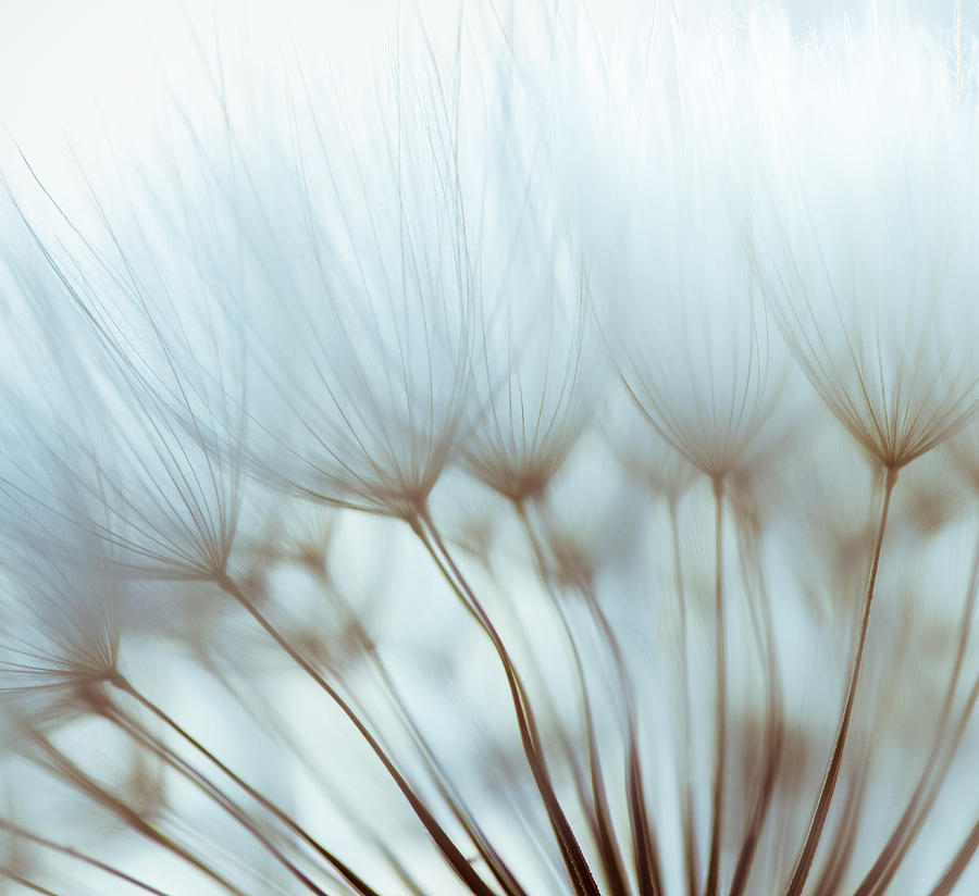 Macro dandelion seed #1 Photograph by Jasmina007