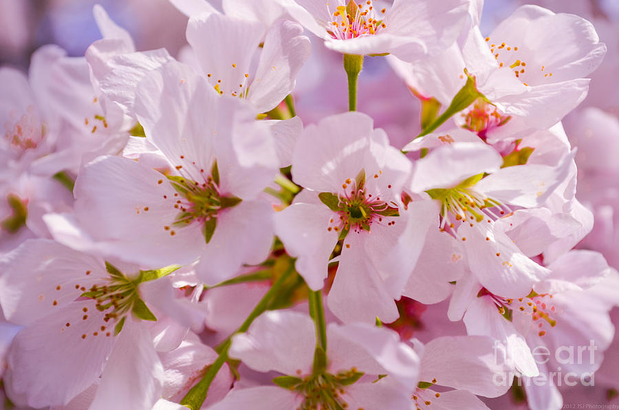 Macro DC Cherry Blossoms 2 Photograph by Jeff at JSJ Photography