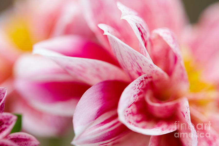 Macro image of a pink flower #2 Photograph by Nick  Biemans