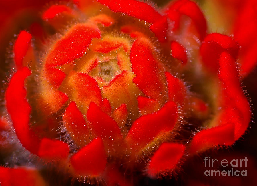 Nature Photograph - Indian Paintbrush by Mike Nellums