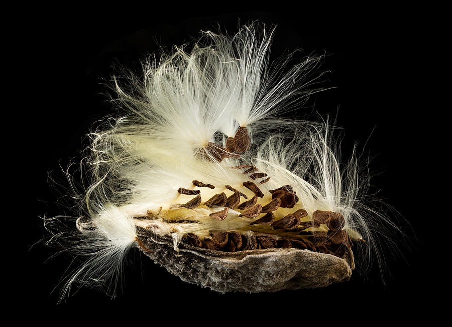 Macro photo of swamp milkweed seed pod #1 Photograph by Steven Heap