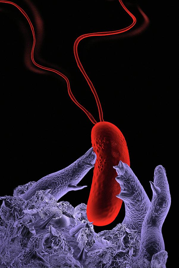 Macrophage And Bacteria #1 Photograph by Tim Vernon / Science Photo Library