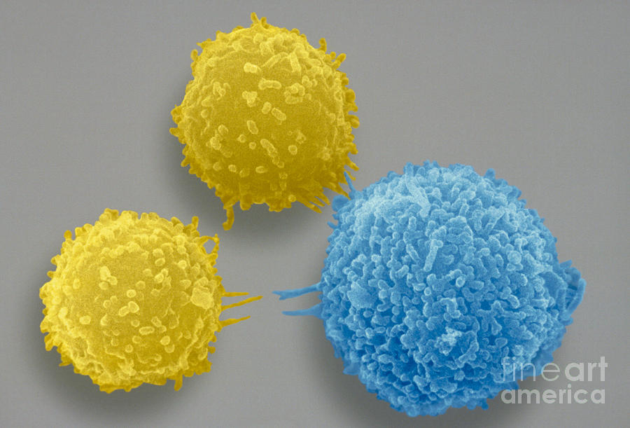 Macrophage And Two Lymphocytes #1 Photograph by David M. Phillips