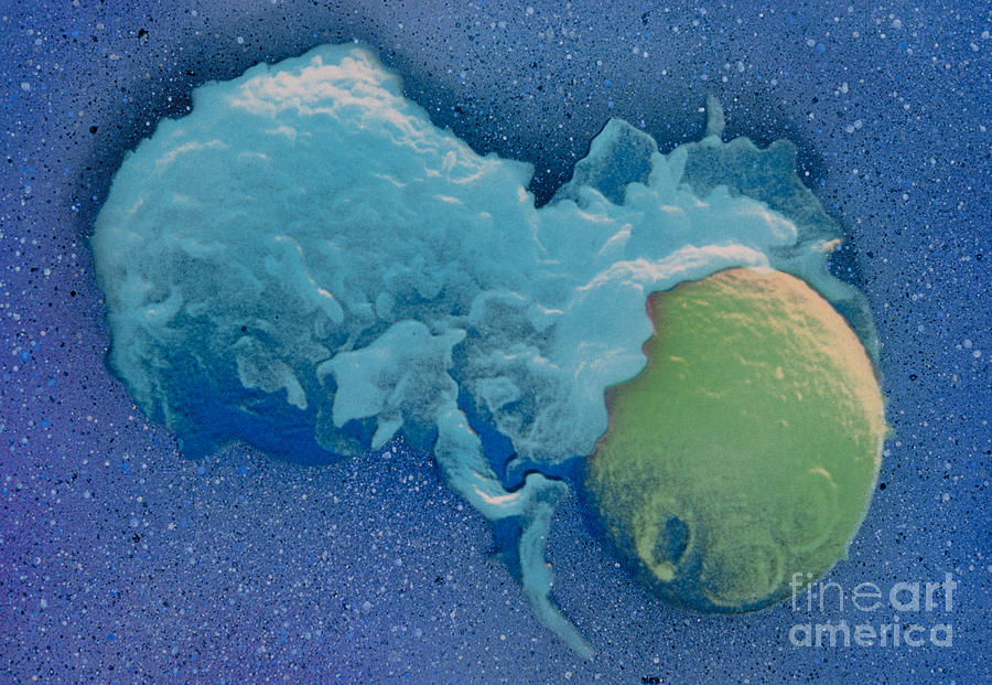 Sem Image Photograph - Macrophage Englufing Yeast Cell #1 by Biology Pics