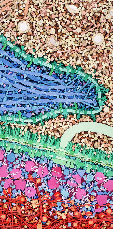 Macrophage Photograph - Macrophage Engulfing Bacterium #1 by David Goodsell/science Photo Library