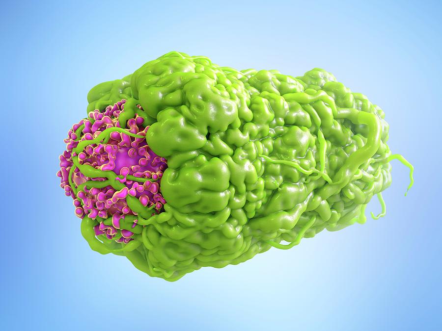 Macrophage Engulfing Cancer Cell #1 Photograph by Maurizio De Angelis