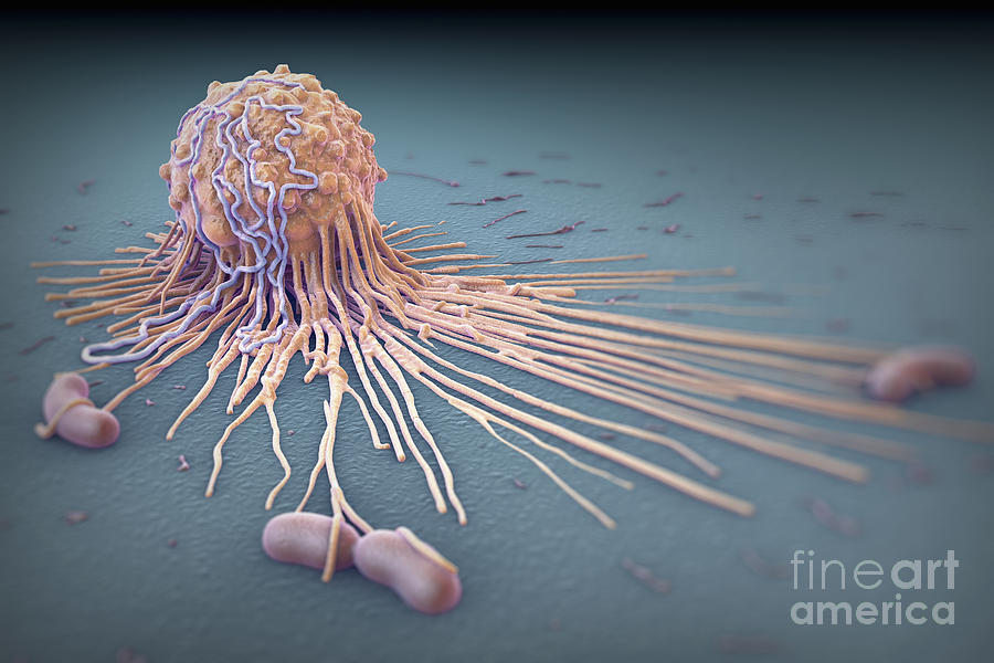 Macrophage Fighting Bacteria #1 Photograph by Science Picture Co