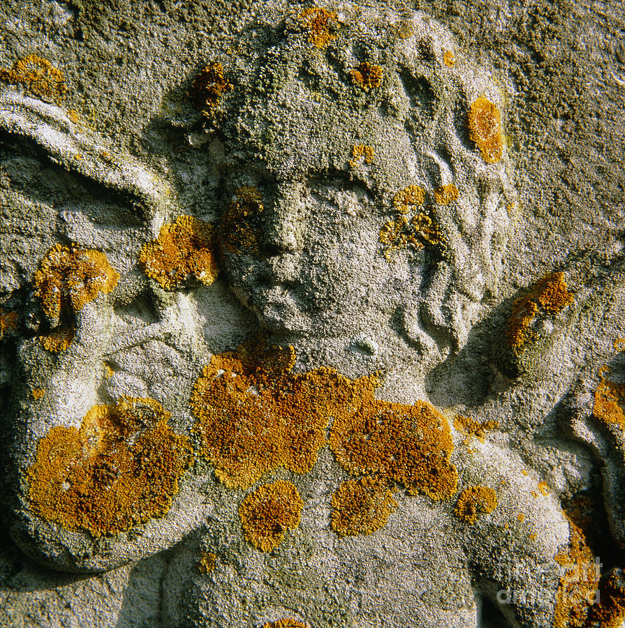 Nature Photograph - Macrophotograph Of A Lichen #1 by Dr Jeremy Burgess