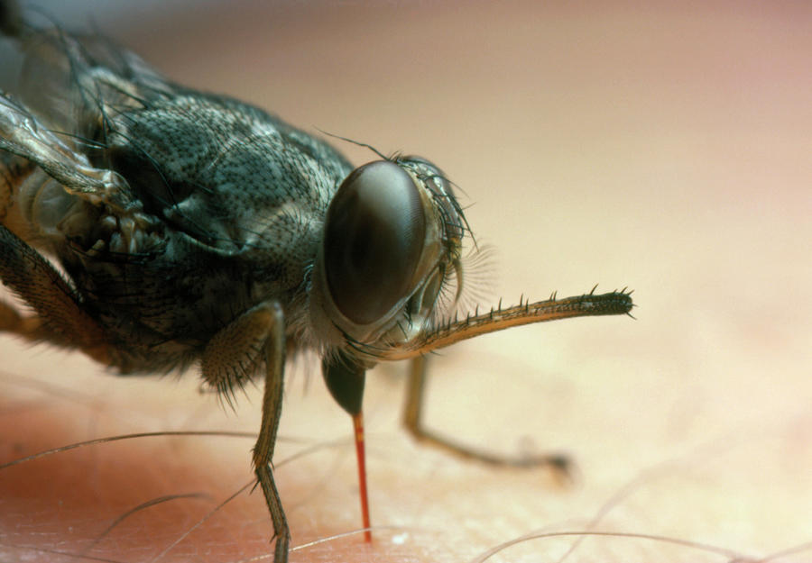 Sleeping Sickness Tsetse Fly Vector