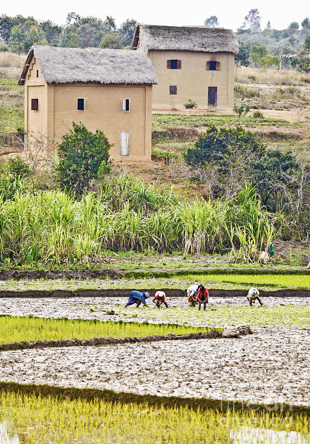 Madagascan Paddyfield #2 Photograph by Liz Leyden