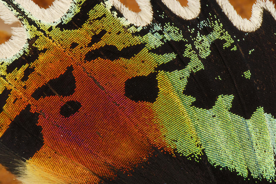 Madagascan Sunset Moth Wing Detail #1 Photograph by Thomas Marent