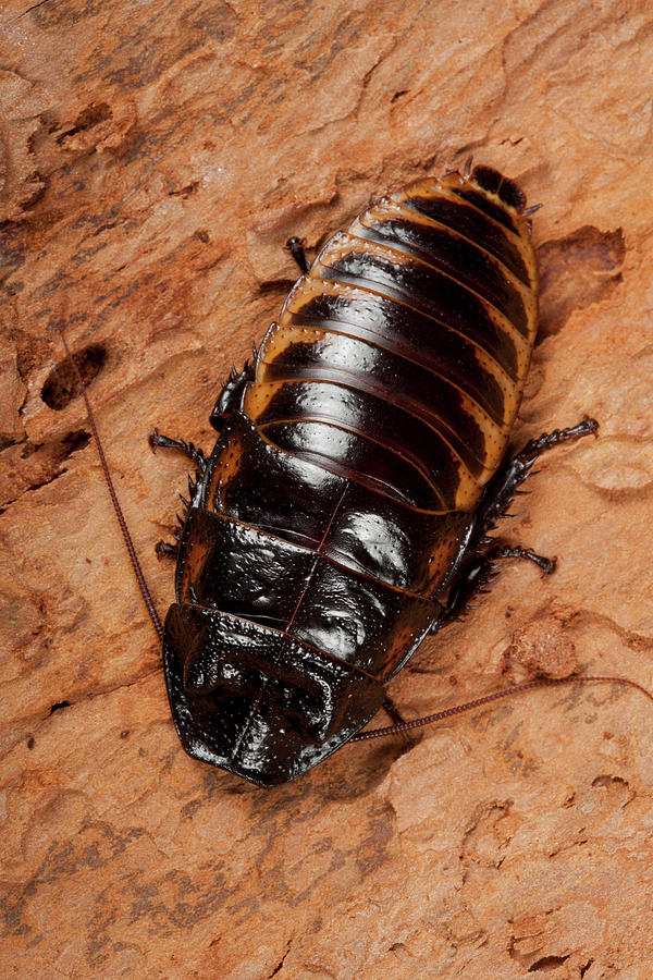 Madagascar Hissing Cockroach Photograph By Pascal Goetgheluckscience