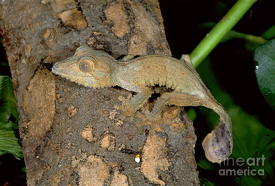Animal Photograph - Madagascar Leaf-tailed Gecko by Gregory G Dimijian MD