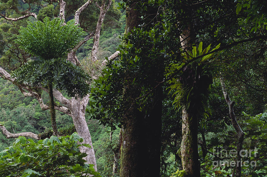 Madagascar Rainforest #1 Photograph by Art Wolfe