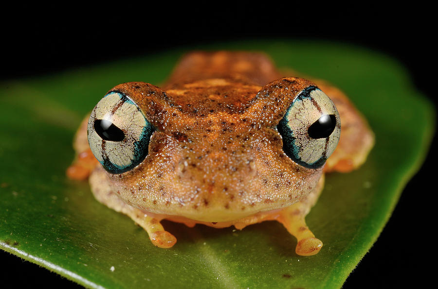 Madagascar Treefrog #1 Photograph by Francesco Tomasinelli