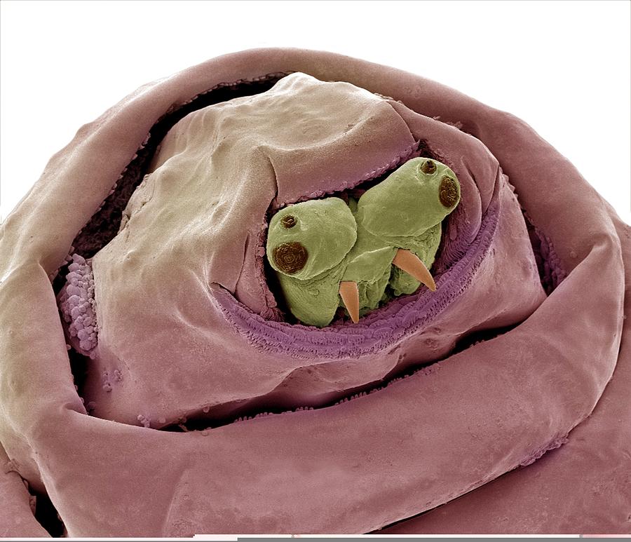 Maggot head, SEM #1 by Science Photo Library