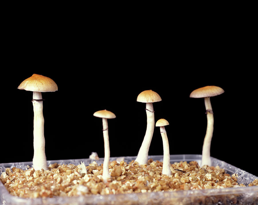 Magic Mushrooms #1 Photograph by Science Photo Library Magic Mushrooms #1 Photograph by Science Photo Library